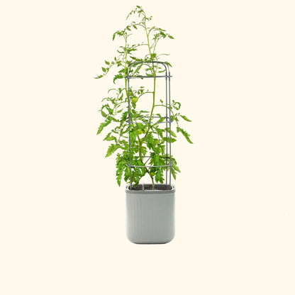 🌱Self-watering planter with a trellis🌻