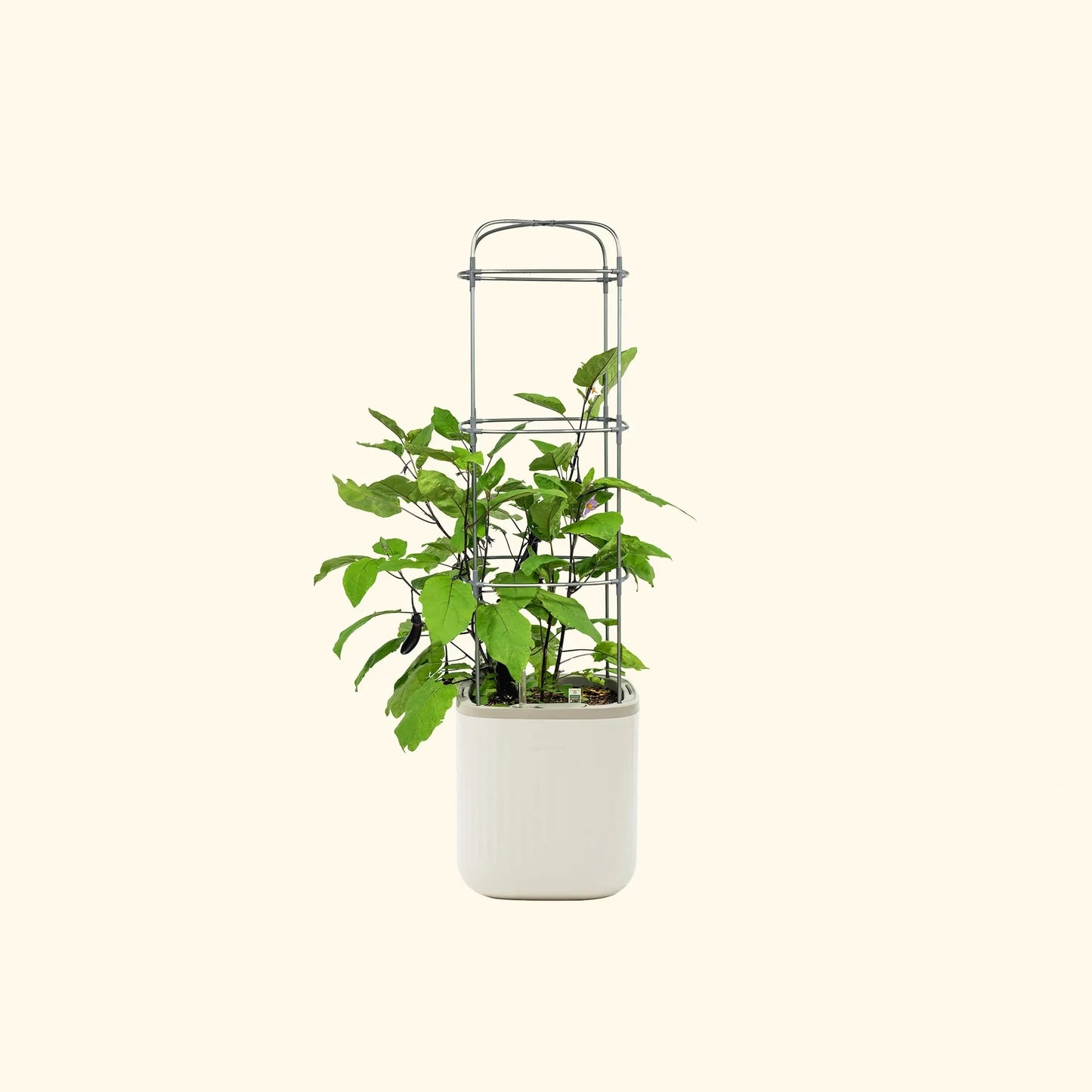 🌱Self-watering planter with a trellis🌻